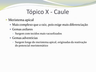 Tópico X - Caule
 Meristema apical
 Mais complexo que a raiz, pois exige mais diferenciação
 Gemas axilares


Surgem com tecidos mais vacuolizados

 Gemas adventícias


Surgem longe do meristema apical, originadas da reativação
do potencial meristemático

 
