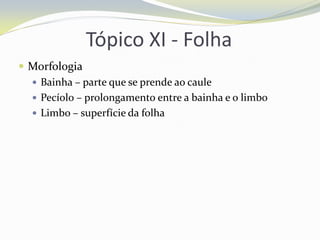 Tópico XI - Folha
 Morfologia
 Bainha – parte que se prende ao caule
 Pecíolo – prolongamento entre a bainha e o limbo
 Limbo – superfície da folha

 