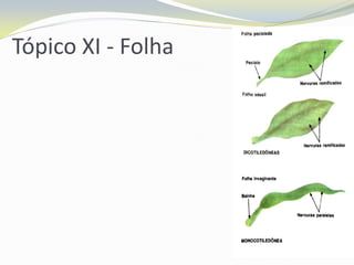 Tópico XI - Folha

 