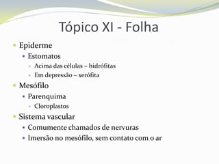 Tópico XI - Folha
 Epiderme
 Estomatos



Acima das células – hidrófitas
Em depressão – xerófita

 Mesófilo
 Parenquima


Cloroplastos

 Sistema vascular
 Comumente chamados de nervuras
 Imersão no mesófilo, sem contato com o ar

 