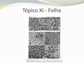 Tópico XI - Folha

 