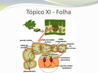 Tópico XI - Folha

 
