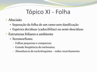 Tópico XI - Folha
 Abscisão
 Separação da folha de um ramo sem danificação
 Espécies decíduas (caducifólias) ou semi-descíduas
 Estruturas foliares e ambiente
 Xeromorfismo




Folhas pequenas e compactas;
Grande freqüência de estômatos;
Abundancia de esclerênquima – reduz murchamento

 