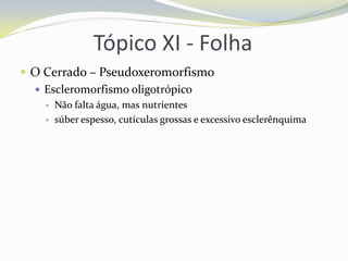 Tópico XI - Folha
 O Cerrado – Pseudoxeromorfismo
 Escleromorfismo oligotrópico



Não falta água, mas nutrientes
súber espesso, cutículas grossas e excessivo esclerênquima

 