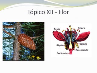 Tópico XII - Flor

 
