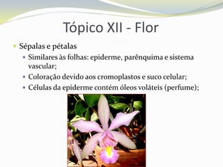Tópico XII - Flor
 Sépalas e pétalas
 Similares às folhas: epiderme, parênquima e sistema
vascular;
 Coloração devido aos cromoplastos e suco celular;
 Células da epiderme contém óleos voláteis (perfume);

 