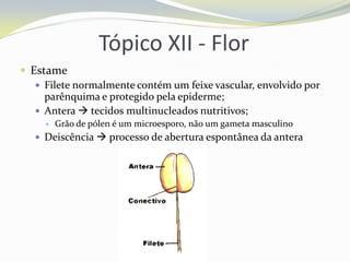 Tópico XII - Flor
 Estame
 Filete normalmente contém um feixe vascular, envolvido por
parênquima e protegido pela epiderme;
 Antera  tecidos multinucleados nutritivos;


Grão de pólen é um microesporo, não um gameta masculino

 Deiscência  processo de abertura espontânea da antera

 