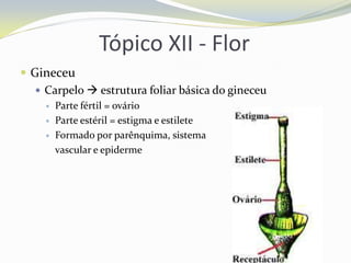 Tópico XII - Flor
 Gineceu
 Carpelo  estrutura foliar básica do gineceu




Parte fértil = ovário
Parte estéril = estigma e estilete
Formado por parênquima, sistema
vascular e epiderme

 