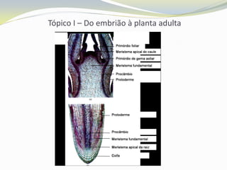 Tópico I – Do embrião à planta adulta

 