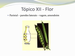 Tópico XII - Flor
 Parietal – paredes laterais – vagem, amendoim

 