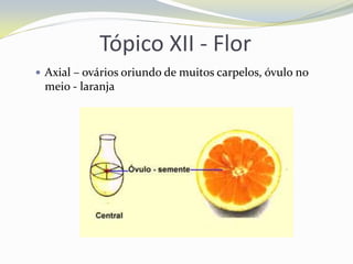 Tópico XII - Flor
 Axial – ovários oriundo de muitos carpelos, óvulo no

meio - laranja

 