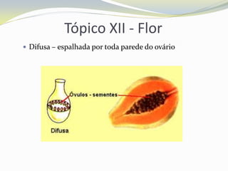 Tópico XII - Flor
 Difusa – espalhada por toda parede do ovário

 
