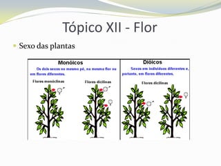 Tópico XII - Flor
 Sexo das plantas

 