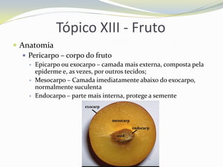 Tópico XIII - Fruto
 Anatomia
 Pericarpo – corpo do fruto





Epicarpo ou exocarpo – camada mais externa, composta pela
epiderme e, as vezes, por outros tecidos;
Mesocarpo – Camada imediatamente abaixo do exocarpo,
normalmente suculenta
Endocarpo – parte mais interna, protege a semente

 