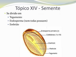 Tópico XIV - Semente
 Se divide em
 Tegumento
 Endosperma (nem todas possuem)
 Embrião

 