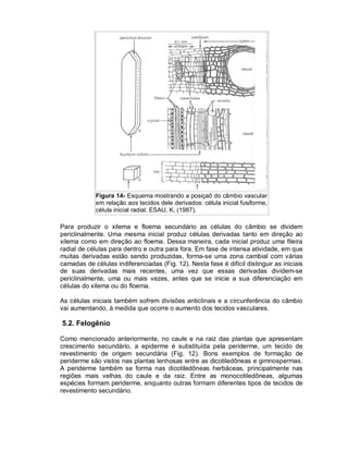 Figura 14- Esquema mostrando a posiçaõ do câmbio vascular
em relação aos tecidos dele derivados: célula inicial fusiforme,
célula inicial radial. ESAU, K. (1987).

Para produzir o xilema e floema secundário as células do câmbio se dividem
periclinalmente. Uma mesma inicial produz células derivadas tanto em direção ao
xilema como em direção ao floema. Dessa maneira, cada inicial produz uma fileira
radial de células para dentro e outra para fora. Em fase de intensa atividade, em que
muitas derivadas estão sendo produzidas, forma-se uma zona cambial com várias
camadas de células indiferenciadas (Fig. 12). Nesta fase é difícil distinguir as iniciais
de suas derivadas mais recentes, uma vez que essas derivadas dividem-se
periclinalmente, uma ou mais vezes, antes que se inicie a sua diferenciação em
células do xilema ou do floema.
As células iniciais também sofrem divisões anticlinais e a circunferência do câmbio
vai aumentando, à medida que ocorre o aumento dos tecidos vasculares.

5.2. Felogênio
Como mencionado anteriormente, no caule e na raiz das plantas que apresentam
crescimento secundário, a epiderme é substituída pela periderme, um tecido de
revestimento de origem secundária (Fig. 12). Bons exemplos de formação de
periderme são vistos nas plantas lenhosas entre as dicotiledôneas e gimnospermas.
A periderme também se forma nas dicotiledôneas herbáceas, principalmente nas
regiões mais velhas do caule e da raiz. Entre as monocotiledôneas, algumas
espécies formam periderme, enquanto outras formam diferentes tipos de tecidos de
revestimento secundário.

 