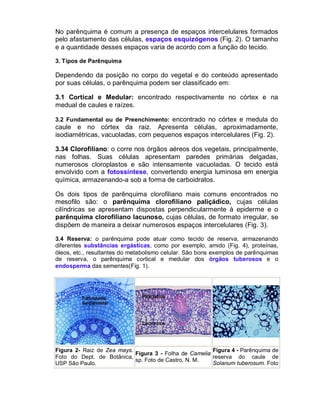 No parênquima é comum a presença de espaços intercelulares formados
pelo afastamento das células, espaços esquizógenos (Fig. 2). O tamanho
e a quantidade desses espaços varia de acordo com a função do tecido.
3. Tipos de Parênquima

Dependendo da posição no corpo do vegetal e do conteúdo apresentado
por suas células, o parênquima podem ser classificado em:
3.1 Cortical e Medular: encontrado respectivamente no córtex e na
medual de caules e raízes.
3.2 Fundamental ou de Preenchimento: encontrado no córtex e medula do

caule e no córtex da raiz. Apresenta células, aproximadamente,
isodiamétricas, vacuoladas, com pequenos espaços intercelulares (Fig. 2).
3.34 Clorofiliano: o corre nos órgãos aéreos dos vegetais, principalmente,
nas folhas. Suas células apresentam paredes primárias delgadas,
numerosos cloroplastos e são intensamente vacuoladas. O tecido está
envolvido com a fotossíntese, convertendo energia luminosa em energia
química, armazenando-a sob a forma de carboidratos.
Os dois tipos de parênquima clorofiliano mais comuns encontrados no
mesofilo são: o parênquima clorofiliano paliçádico, cujas células
cilíndricas se apresentam dispostas perpendicularmente à epiderme e o
parênquima clorofiliano lacunoso, cujas células, de formato irregular, se
dispõem de maneira a deixar numerosos espaços intercelulares (Fig. 3).
3.4 Reserva: o parênquima pode atuar como tecido de reserva, armazenando
diferentes substâncias ergásticas, como por exemplo, amido (Fig. 4), proteínas,
óleos, etc., resultantes do metabolismo celular. São bons exemplos de parênquimas
de reserva, o parênquima cortical e medular dos órgãos tuberosos e o
endosperma das sementes(Fig. 1).

Figura 2- Raiz de Zea mays.
Figura 4 - Parênquima de
Figura 3 - Folha de Camelia
Foto do Dept. de Botânica,
reserva do caule de
sp. Foto de Castro, N. M.
Solanum tuberosum. Foto
USP São Paulo.

 