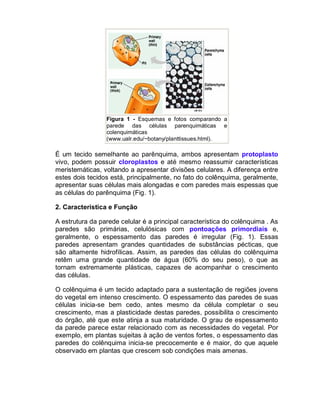 Figura 1 - Esquemas e fotos comparando a
parede das células parenquimáticas e
colenquimáticas
(www.ualr.edu/~botany/planttissues.html).

É um tecido semelhante ao parênquima, ambos apresentam protoplasto
vivo, podem possuir cloroplastos e até mesmo reassumir características
meristemáticas, voltando a apresentar divisões celulares. A diferença entre
estes dois tecidos está, principalmente, no fato do colênquima, geralmente,
apresentar suas células mais alongadas e com paredes mais espessas que
as células do parênquima (Fig. 1).
2. Característica e Função
A estrutura da parede celular é a principal característica do colênquima . As
paredes são primárias, celulósicas com pontoações primordiais e,
geralmente, o espessamento das paredes é irregular (Fig. 1). Essas
paredes apresentam grandes quantidades de substâncias pécticas, que
são altamente hidrofílicas. Assim, as paredes das células do colênquima
retêm uma grande quantidade de água (60% do seu peso), o que as
tornam extremamente plásticas, capazes de acompanhar o crescimento
das células.
O colênquima é um tecido adaptado para a sustentação de regiões jovens
do vegetal em intenso crescimento. O espessamento das paredes de suas
células inicia-se bem cedo, antes mesmo da célula completar o seu
crescimento, mas a plasticidade destas paredes, possibilita o crescimento
do órgão, até que este atinja a sua maturidade. O grau de espessamento
da parede parece estar relacionado com as necessidades do vegetal. Por
exemplo, em plantas sujeitas à ação de ventos fortes, o espessamento das
paredes do colênquima inicia-se precocemente e é maior, do que aquele
observado em plantas que crescem sob condições mais amenas.

 