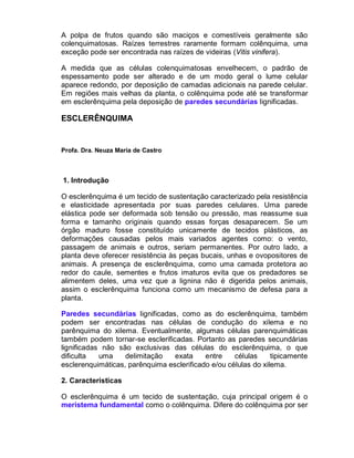 A polpa de frutos quando são maciços e comestíveis geralmente são
colenquimatosas. Raízes terrestres raramente formam colênquima, uma
exceção pode ser encontrada nas raízes de videiras (Vitis vinifera).
A medida que as células colenquimatosas envelhecem, o padrão de
espessamento pode ser alterado e de um modo geral o lume celular
aparece redondo, por deposição de camadas adicionais na parede celular.
Em regiões mais velhas da planta, o colênquima pode até se transformar
em esclerênquima pela deposição de paredes secundárias lignificadas.

ESCLERÊNQUIMA

Profa. Dra. Neuza Maria de Castro

1. Introdução
O esclerênquima é um tecido de sustentação caracterizado pela resistência
e elasticidade apresentada por suas paredes celulares. Uma parede
elástica pode ser deformada sob tensão ou pressão, mas reassume sua
forma e tamanho originais quando essas forças desaparecem. Se um
órgão maduro fosse constituído unicamente de tecidos plásticos, as
deformações causadas pelos mais variados agentes como: o vento,
passagem de animais e outros, seriam permanentes. Por outro lado, a
planta deve oferecer resistência às peças bucais, unhas e ovopositores de
animais. A presença de esclerênquima, como uma camada protetora ao
redor do caule, sementes e frutos imaturos evita que os predadores se
alimentem deles, uma vez que a lignina não é digerida pelos animais,
assim o esclerênquima funciona como um mecanismo de defesa para a
planta.
Paredes secundárias lignificadas, como as do esclerênquima, também
podem ser encontradas nas células de condução do xilema e no
parênquima do xilema. Eventualmente, algumas células parenquimáticas
também podem tornar-se esclerificadas. Portanto as paredes secundárias
lignificadas não são exclusivas das células do esclerênquima, o que
dificulta
uma
delimitação
exata
entre
células
tipicamente
esclerenquimáticas, parênquima esclerificado e/ou células do xilema.
2. Características
O esclerênquima é um tecido de sustentação, cuja principal origem é o
meristema fundamental como o colênquima. Difere do colênquima por ser

 