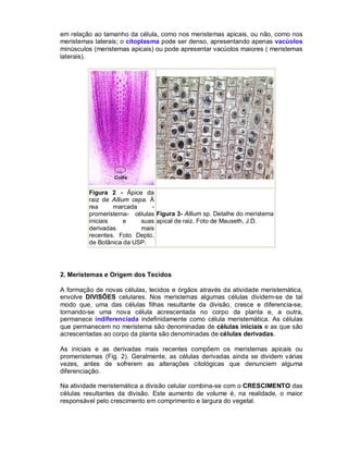 em relação ao tamanho da célula, como nos meristemas apicais, ou não, como nos
meristemas laterais; o citoplasma pode ser denso, apresentando apenas vacúolos
minúsculos (meristemas apicais) ou pode apresentar vacúolos maiores ( meristemas
laterais).

Figura 2 - Ápice da
raiz de Allium cepa. Á
rea
marcada
promeristema- células Figura 3- Allium sp. Detalhe do meristema
iniciais
e
suas apical de raiz. Foto de Mauseth, J.D.
derivadas
mais
recentes. Foto Depto.
de Botânica da USP.

2. Meristemas e Origem dos Tecidos
A formação de novas células, tecidos e órgãos através da atividade meristemática,
envolve DIVISÕES celulares. Nos meristemas algumas células dividem-se de tal
modo que, uma das células filhas resultante da divisão, cresce e diferencia-se,
tornando-se uma nova célula acrescentada no corpo da planta e, a outra,
permanece indiferenciada indefinidamente como célula meristemática. As células
que permanecem no meristema são denominadas de células iniciais e as que são
acrescentadas ao corpo da planta são denominadas de células derivadas.
As iniciais e as derivadas mais recentes compõem os meristemas apicais ou
promeristemas (Fig. 2). Geralmente, as células derivadas ainda se dividem várias
vezes, antes de sofrerem as alterações citológicas que denunciem alguma
diferenciação.
Na atividade meristemática a divisão celular combina-se com o CRESCIMENTO das
células resultantes da divisão. Este aumento de volume é, na realidade, o maior
responsável pelo crescimento em comprimento e largura do vegetal.

 