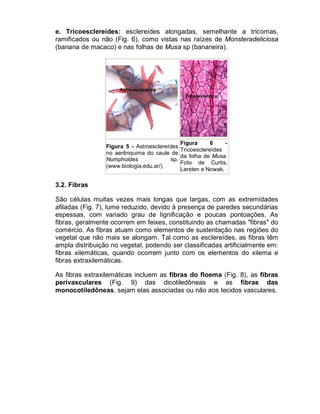 e. Tricoesclereídes: esclereídes alongadas, semelhante a tricomas,
ramificados ou não (Fig. 6), como vistas nas raízes de Monsteradeliciosa
(banana de macaco) e nas folhas de Musa sp (bananeira).

Figura
6
Figura 5 - Astroesclereídes
Tricoesclereídes
no aerênquima do caule de
da folha de Musa.
Numphoides
sp.
Foto de Curtis,
(www.biologia.edu.ar/)
Lersten e Nowak.

3.2. Fibras
São células muitas vezes mais longas que largas, com as extremidades
afiladas (Fig. 7), lume reduzido, devido à presença de paredes secundárias
espessas, com variado grau de lignificação e poucas pontoações. As
fibras, geralmente ocorrem em feixes, constituindo as chamadas "fibras" do
comércio. As fibras atuam como elementos de sustentação nas regiões do
vegetal que não mais se alongam. Tal como as esclereídes, as fibras têm
ampla distribuição no vegetal, podendo ser classificadas artificialmente em:
fibras xilemáticas, quando ocorrem junto com os elementos do xilema e
fibras extraxilemáticas.
As fibras extraxilemáticas incluem as fibras do floema (Fig. 8), as fibras
perivasculares (Fig. 9) das dicotiledôneas e as fibras das
monocotiledôneas, sejam elas associadas ou não aos tecidos vasculares.

 