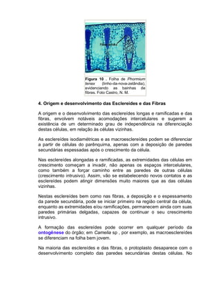 Figura 10 . Folha de Phormium
tenax
(linho-da-nova-zelândia),
evidenciando as bainhas de
fibras. Foto Castro, N. M.

4. Origem e desenvolvimento das Esclereídes e das Fibras
A origem e o desenvolvimento das esclereídes longas e ramificadas e das
fibras, envolvem notáveis acomodações intercelulares e sugerem a
existência de um determinado grau de independência na diferenciação
destas células, em relação às células vizinhas.
As esclereídes isodiamétricas e as macroesclereídes podem se diferenciar
a partir de células do parênquima, apenas com a deposição de paredes
secundárias espessadas após o crescimento da célula.
Nas esclereídes alongadas e ramificadas, as extremidades das células em
crescimento começam a invadir, não apenas os espaços intercelulares,
como também a forçar caminho entre as paredes de outras células
(crescimento intrusivo). Assim, vão se estabelecendo novos contatos e as
esclereídes podem atingir dimensões muito maiores que as das células
vizinhas.
Nestas esclereídes bem como nas fibras, a deposição e o espessamento
da parede secundária, pode se iniciar primeiro na região central da célula,
enquanto as extremidades e/ou ramificações, permanecem ainda com suas
paredes primárias delgadas, capazes de continuar o seu crescimento
intrusivo.
A formação das esclereídes pode ocorrer em qualquer período da
ontogênese do órgão; em Camelia sp , por exemplo, as macroesclereídes
se diferenciam na folha bem jovem.
Na maioria das esclereídes e das fibras, o protoplasto desaparece com o
desenvolvimento completo das paredes secundárias destas células. No

 