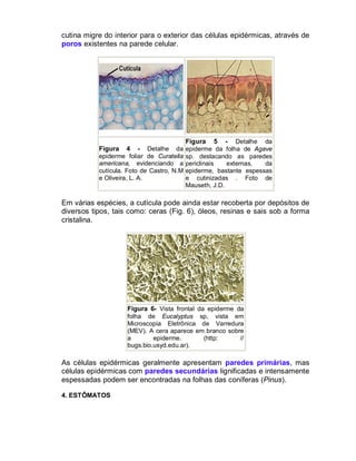 cutina migre do interior para o exterior das células epidérmicas, através de
poros existentes na parede celular.

Figura 4 - Detalhe da
epiderme foliar de Curatella
americana, evidenciando a
cutícula. Foto de Castro, N.M
e Oliveira, L. A.

Figura 5 - Detalhe da
epiderme da folha de Agave
sp. destacando as paredes
periclinais
externas,
da
epiderme, bastante espessas
e cutinizadas . Foto de
Mauseth, J.D.

Em várias espécies, a cutícula pode ainda estar recoberta por depósitos de
diversos tipos, tais como: ceras (Fig. 6), óleos, resinas e sais sob a forma
cristalina.

Figura 6- Vista frontal da epiderme da
folha de Eucalyptus sp, vista em
Microscopia Eletrônica de Varredura
(MEV). A cera aparece em branco sobre
a
epiderme.
(http:
//
bugs.bio.usyd.edu.ar).

As células epidérmicas geralmente apresentam paredes primárias, mas
células epidérmicas com paredes secundárias lignificadas e intensamente
espessadas podem ser encontradas na folhas das coníferas (Pinus).
4. ESTÔMATOS

 