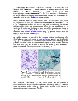 A continuidade das células epidérmicas somente é interrompida pela
abertura dos estômatos. O termo estômato é utilizado para indicar uma
abertura, o ostíolo, delimitado por duas células epidérmicas
especializadas, as células-guarda (Fig. 7 e 8). A abertura e o fechamento
do ostíolo são determinados por mudanças no formato das células-guarda,
causadas pela variação do turgor dessas células.
Muitas espécies podem apresentar ainda duas ou mais células associadas
às células-guarda, que são conhecidas como células subsidiárias (Fig. 7
e 8). Estas células podem ser morfologicamente semelhantes às demais
células epidérmicas, ou apresentarem diferenças na morfologia e no
conteúdo. O estômato, juntamente com as células subsidiárias, forma o
aparelho estomático (Fig. 7). Em secção transversal, podemos ver sob o
estômato uma câmara subestomática (Fig. 7), que se conecta com os
espaços intercelulares do mesofilo.
As células-guarda, ao contrário das demais células epidérmicas, são
clorofiladas e geralmente têm o formato reniforme, quando em vista frontal
(Fig. 7). As paredes dessas células apresentam espessamento desigual: as
paredes voltadas para o ostíolo são mais espessas e as paredes opostas
são mais finas (Fig. 7). A cutícula recobre as células-guarda e também,
pode estender-se até a câmara subestomática (Fig. 7).

Figura 7 - Vista frontal de
um
estômato.
Foto
Alquine, et al - Anatomia
Vegetal, 2003.

Figura 8 - Detalhe de um estômato
da folha de Curatella americana,
visto em corte transversal. Foto de
Castro N. M. & Oliveira, L. A.

Nas Poaceae (Gramineae) e nas Cyperaceae, as células-guarda
assemelham-se à alteres; suas extremidades são alargadas e com paredes
finas, enquanto a região mediana, voltada para o ostíolo, é mais estreita e
apresenta paredes espessadas (Fig. 9).

 