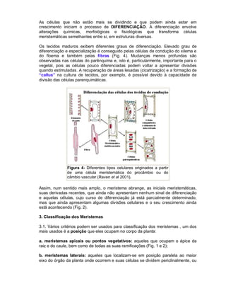 As células que não estão mais se dividindo e que podem ainda estar em
crescimento iniciam o processo de DIFERENCIAÇÃO. A diferenciação envolve
alterações químicas, morfológicas e fisiológicas que transforma células
meristemáticas semelhantes entre si, em estruturas diversas.
Os tecidos maduros exibem diferentes graus de diferenciação. Elevado grau de
diferenciação e especialização é conseguido pelas células de condução do xilema e
do floema e também pelas fibras (Fig. 4). Mudanças menos profundas são
observadas nas células do parênquima e, isto é, particularmente, importante para o
vegetal, pois as células pouco diferenciadas podem voltar a apresentar divisões
quando estimuladas. A recuperação de áreas lesadas (cicatrização) e a formação de
“callus” na cultura de tecidos, por exemplo, é possível devido à capacidade de
divisão das células parenquimáticas.

Figura 4- Diferentes tipos celulares originados a partir
de uma célula meristemática do procâmbio ou do
câmbio vascular (Raven et al 2001).

Assim, num sentido mais amplo, o meristema abrange, as iniciais meristemáticas,
suas derivadas recentes, que ainda não apresentam nenhum sinal de diferenciação
e aquelas células, cujo curso de diferenciação já está parcialmente determinado,
mas que ainda apresentam algumas divisões celulares e o seu crescimento ainda
está acontecendo (Fig. 2).
3. Classificação dos Meristemas
3.1. Vários critérios podem ser usados para classificação dos meristemas , um dos
mais usados é a posição que eles ocupam no corpo da planta:
a. meristemas apicais ou pontos vegetativos: aqueles que ocupam o ápice da
raiz e do caule, bem como de todas as suas ramificações (Fig. 1 e 2);
b. meristemas laterais: aqueles que localizam-se em posição paralela ao maior
eixo do órgão da planta onde ocorrem e suas células se dividem periclinalmente, ou

 