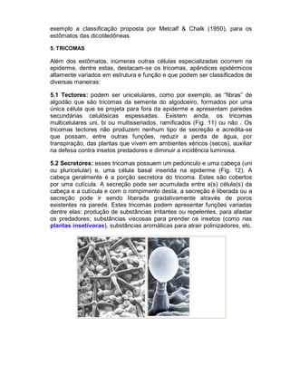 exemplo a classificação proposta por Metcalf & Chalk (1950), para os
estômatos das dicotiledôneas.
5. TRICOMAS

Além dos estômatos, inúmeras outras células especializadas ocorrem na
epiderme, dentre estas, destacam-se os tricomas, apêndices epidérmicos
altamente variados em estrutura e função e que podem ser classificados de
diversas maneiras:
5.1 Tectores: podem ser unicelulares, como por exemplo, as “fibras” de
algodão que são tricomas da semente do algodoeiro, formados por uma
única célula que se projeta para fora da epiderme e apresentam paredes
secundárias celulósicas espessadas. Existem ainda, os tricomas
multicelulares uni, bi ou multisseriados, ramificados (Fig. 11) ou não . Os
tricomas tectores não produzem nenhum tipo de secreção e acredita-se
que possam, entre outras funções, reduzir a perda de água, por
transpiração, das plantas que vivem em ambientes xéricos (secos), auxiliar
na defesa contra insetos predadores e diminuir a incidência luminosa.
5.2 Secretores: esses tricomas possuem um pedúnculo e uma cabeça (uni
ou pluricelular) e, uma célula basal inserida na epiderme (Fig. 12). A
cabeça geralmente é a porção secretora do tricoma. Estes são cobertos
por uma cutícula. A secreção pode ser acumulada entre a(s) célula(s) da
cabeça e a cutícula e com o rompimento desta, a secreção é liberada ou a
secreção pode ir sendo liberada gradativamente através de poros
existentes na parede. Estes tricomas podem apresentar funções variadas
dentre elas: produção de substâncias irritantes ou repelentes, para afastar
os predadores; substâncias viscosas para prender os insetos (como nas
plantas insetívoras), substâncias aromáticas para atrair polinizadores, etc.

 