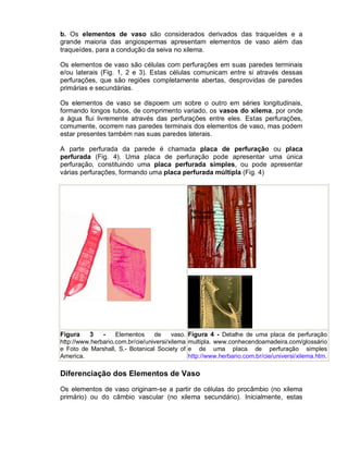 b. Os elementos de vaso são considerados derivados das traqueídes e a
grande maioria das angiospermas apresentam elementos de vaso além das
traqueídes, para a condução da seiva no xilema.
Os elementos de vaso são células com perfurações em suas paredes terminais
e/ou laterais (Fig. 1, 2 e 3). Estas células comunicam entre si através dessas
perfurações, que são regiões completamente abertas, desprovidas de paredes
primárias e secundárias.
Os elementos de vaso se dispoem um sobre o outro em séries longitudinais,
formando longos tubos, de comprimento variado, os vasos do xilema, por onde
a água flui livremente através das perfurações entre eles. Estas perfurações,
comumente, ocorrem nas paredes terminais dos elementos de vaso, mas podem
estar presentes também nas suas paredes laterais.
A parte perfurada da parede é chamada placa de perfuração ou placa
perfurada (Fig. 4). Uma placa de perfuração pode apresentar uma única
perfuração, constituindo uma placa perfurada simples, ou pode apresentar
várias perfurações, formando uma placa perfurada múltipla (Fig. 4)

Figura
3
Elementos
de
vaso.
http://www.herbario.com.br/cie/universi/xilema
e Foto de Marshall, S.- Botanical Society of
America.

Figura 4 - Detalhe de uma placa de perfuração
multipla. www.conhecendoamadeira.com/glossário
e de uma placa de perfuração simples
http://www.herbario.com.br/cie/universi/xilema.htm.

Diferenciação dos Elementos de Vaso
Os elementos de vaso originam-se a partir de células do procâmbio (no xilema
primário) ou do câmbio vascular (no xilema secundário). Inicialmente, estas

 