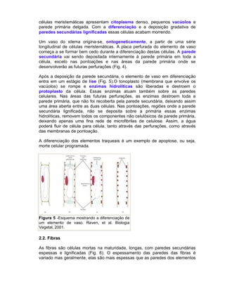 células meristemáticas apresentam citoplasma denso, pequenos vacúolos e
parede primária delgada. Com a diferenciação e a deposição gradativa de
paredes secundárias lignificadas essas células acabam morrendo.
Um vaso do xilema origina-se, ontogeneticamente, a partir de uma série
longitudinal de células meristemáticas. A placa perfurada do elemento de vaso
começa a se formar bem cedo durante a diferenciação destas células. A parede
secundária vai sendo depositada internamente à parede primária em toda a
célula, exceto nas pontoações e nas áreas da parede primária onde se
desenvolverão as futuras perfurações (Fig. 4).
Após a deposição da parede secundária, o elemento de vaso em diferenciação
entra em um estágio de lise (Fig. 5).O tonoplasto (membrana que envolve os
vacúolos) se rompe e enzimas hidrolíticas são liberadas e destroem o
protoplasto da célula. Essas enzimas atuam também sobre as paredes
celulares. Nas áreas das futuras perfurações, as enzimas destroem toda a
parede primária, que não foi recoberta pela parede secundária, deixando assim
uma área aberta entre as duas células. Nas pontoações, regiões onde a parede
secundária lignificada, não se deposita sobre a primária essas enzimas
hidrolíticas, removem todos os componentes não celulósicos da parede primária,
deixando apenas uma fina rede de microfibrilas de celulose. Assim, a água
poderá fluir de célula para célula, tanto através das perfurações, como através
das membranas de pontoação.
A diferenciação dos elementos traqueais é um exemplo de apoptose, ou seja,
morte celular programada.

Figura 5 -Esquema mostrando a diferenciação de
um elemento de vaso. Raven, et al. Biologia
Vegetal, 2001.

2.2. Fibras
As fibras são células mortas na maturidade, longas, com paredes secundárias
espessas e lignificadas (Fig. 6). O espessamento das paredes das fibras é
variado mas geralmente, elas são mais espessas que as paredes dos elementos

 