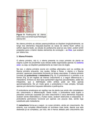 Figura 8- Parênquima do xilema.
www.inea.uva.br/serviços/histologia/
xilema.htm
No xilema primário as células parenquimáticas se dispõem longitudinalmente, ao
longo dos elementos traqueais.Quando os vasos do xilema ficam velhos ou
sofrem alguma lesão, as células do parêqnuima axial ao seu redor, podem emitir
projeções para o interior destes elementos de condução – as tilas, que acabam
por obstruí-los.
3. Xilema Primário
O xilema primário, isto é, o xilema presente no corpo primário da planta se
origina a partir do procâmbio suas células estão organizadas apenas no sistema
axial, ou seja, se dispõem paralelamente ao maior eixo do órgão.
Na raiz, o xilema primário ocorre em cordões alternados com os cordões de
floema primário enquanto, nos caules, folhas e flores, o xilema e o floema
primário, aparecem associados formando os feixes vasculares. O xilema primário
consiste de protoxilema e metaxilema (Fig. 9). O protoxilema é o primeiro a se
formar (Fig. 9) em regiões de intenso crescimento e, a seguir diferencia-se o
metaxilema. Embora os dois tipos apresentem algumas peculiaridades, estão tão
integrados, que a delimitação entre ambos pode ser feita apenas
aproximadamente. De um modo geral, o protoxilema é mais simples, formado
apenas por elementos traqueais delicados e parênquima.
O protoxilema amadurece em regiões nas da planta que ainda não completaram
seu crescimento e diferenciação. Deste modo, o protoxilema está sujeito à
pressões contínuas causadas por este crescimento e seus elementos traqueais
acabam sendo distendidos e, muitas vezes, acabam obstruídos e colapsados. O
protoxilema permanece funcional por apenas uns poucos dias, sendo logo
substituido pelo metaxilema.
O metaxilema forma-se a seguir, no corpo primário, ainda em crescimento. No
entanto, sua completa diferenciação só acontece mais tarde, depois que esta
distensão já se completou, por isso, ele é menos afetado pelo crescimento dos

 
