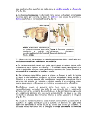 seja paralelamente à superfície do órgão, como o câmbio vascular e o felogênio
(Fig. 5 e 11);
c. meristemas intercalares: recebem este nome porque se localizam entre tecidos
maduros ,como por exemplo, na base dos entrenós dos caules das gramíneas,
bainha das folhas de monocotiledôneas (Fig. 6), etc.

Figura 5- Esquema tridimensional
do caule em estrutura secundária, Figura 6- Esquema mostrando
mostrando
a
posição
dos meristemas
intercalares.
meristemas laterais. Foto Amabis & Capturado da internet.
Martho (2002).

3.2. De acordo com a sua origem, os meristemas podem ser ainda classificados em:
meristemas primários e meristemas secundários.
a. Os meristemas apicais da raiz e do caule, são primários em origem, porque estão
presentes na planta desde o embrião (Fig. 1). A atividade desses meristemas forma
os tecidos primários e leva ao crescimento em comprimento dos órgãos, formando o
corpo primário ou estrutura primária do vegetal;
b. Os meristemas secundários, quanto a origem, se formam a partir de tecidos
primários já diferenciados e produzem os tecidos secundários. Neste sentido, o
felogênio e o câmbio vascular são considerados meristemas secundários. Como
veremos mais adiante, na realidade, o câmbio vascular é um meristema misto,
quanto a sua origem, e não apenas um meristema secundário, como o felogênio;
Dicotiledôneas anuais de pequeno porte, bem como, a maioria das
monocotiledôneas, completam seu ciclo de vida somente com o crescimento
primário. Entretanto, a maioria das dicotiledôneas e das gimnospermas apresenta
um crescimento adicional em espessura, principalmente no caule e na raiz,
resultante da atividade dos meristemas laterais: o câmbio vascular e o felogênio
(Fig. 5 e 11).
As células dos meristemas laterais, ao se dividirem periclinalmente (paralelamente à
superfície do órgão), contribuem para o aumento em diâmetro do órgão onde
aparecem, acrescentando novas células ou tecidos aos tecidos já existentes. A
atividade destes meristemas leva à formação do corpo secundário ou estrutura

 