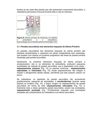 tecidos ao seu redor.Nas plantas que não apresentam crescimento secundário, o
metaxilema permanece funcional durante toda a vida do indivíduo.

Figura 9- Xilema primário de Ambrosia, em detalhe
o
protoxilema
e
o
metaxilema.
www.biologia.edu.ar/bot/ãnica/tema15/xilorigem.htm

3.1. Paredes secundárias dos elementos traqueais do Xilema Primário
As paredes secundárias dos elementos traqueais do xilema primário são
bastante características e, aparecem em séries ontogenéticas bem ordenadas,
que revelam com clareza um aumento progressivo das áreas de parede primária
revestidas pela parede secundária.
Geralmente, os primeiros elementos traqueais do xilema primário a
amadurecerem, isto é, os elementos do protoxilema, produzem pequenas
quantidades de material de parede secundária, que é depositada como anéis espessamentos anelares (Fig. 10) ou espirais contínuas - espessamentos
espiralados ou helicoidais (Fig. 10). Esses espessamentos não chegam a
impedir o alongamento destas células, permitindo que elas possam crescer um
pouco.
No metaxilema, os depósitos de parede secundária vão aumentando
gradativamente, passando de espiralados, à escalaridormes (quando essas
espirais se fundem) (Fig. 10), a seguir surgem os espessamentos de parede
secundária em forma de rede, espessamentos reticulados (Fig. 10), e,
finalmente toda a célula apresenta parede secundária, exceto nas pontoações,
espessamento pontoado (Fig. 10).Elementos traqueais com pontoações
areoladas são característicos do metaxilema e do xilema secundário.

 