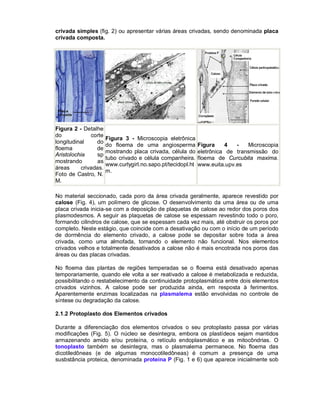 crivada simples (fig. 2) ou apresentar várias áreas crivadas, sendo denominada placa
crivada composta.

Figura 2 - Detalhe
do
corte
longitudinal
do
floema
de
Aristolochia
sp
mostrando
as
áreas
crivadas.
Foto de Castro, N.
M.

Figura 3 - Microscopia eletrônica
do floema de uma angiosperma
mostrando placa crivada, célula do
tubo crivado e célula companheira.
www.curlygirl.no.sapo.pt/tecidopl.ht
m.

Figura
4
Microscopia
eletrônica de transmissão do
floema de Curcubita maxima.
www.euita.upv.es

No material seccionado, cada poro da área crivada geralmente, aparece revestido por
calose (Fig. 4), um polímero de glicose. O desenvolvimento da uma área ou de uma
placa crivada inicia-se com a deposição de plaquetas de calose ao redor dos poros dos
plasmodesmos. A seguir as plaquetas de calose se espessam revestindo todo o poro,
formando cilindros de calose, que se espessam cada vez mais, até obstruir os poros por
completo. Neste estágio, que coincide com a desativação ou com o início de um período
de dormência do elemento crivado, a calose pode se depositar sobre toda a área
crivada, como uma almofada, tornando o elemento não funcional. Nos elementos
crivados velhos e totalmente desativados a calose não é mais encotrada nos poros das
áreas ou das placas crivadas.
No floema das plantas de regiões temperadas se o floema está desativado apenas
temporariamente, quando ele volta a ser reativado a calose é metabolizada e reduzida,
possibilitando o restabelecimento da continuidade protoplasmática entre dois elementos
crivados vizinhos. A calose pode ser produzida ainda, em resposta à ferimentos.
Aparentemente enzimas localizadas na plasmalema estão envolvidas no controle de
síntese ou degradação da calose.
2.1.2 Protoplasto dos Elementos crivados
Durante a diferenciação dos elementos crivados o seu protoplasto passa por várias
modificações (Fig. 5). O núcleo se desintegra, embora os plastídeos sejam mantidos
armazenando amido e/ou proteína, o retículo endoplasmático e as mitocôndrias. O
tonoplasto também se desintegra, mas o plasmalema permanece. No floema das
dicotiledôneas (e de algumas monocotiledôneas) é comum a presença de uma
susbstância proteica, denominada proteína P (Fig. 1 e 6) que aparece inicialmente sob

 