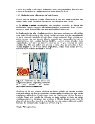 a forma de grânulos no citoplasma do elemento crivado em diferenciação (Fig. 6b) e sob
a forma de filamentos, no citoplasma residual dessa célula (Fig.6c-d).
2.1.3 Células Crivadas e Elementos de Tubo Crivado
Os dois tipos de elementos crivados diferem entre si, pelo grau de especialização das
áreas crivadas e pela distribuição das mesmas nas paredes de suas células.
a. As células crivadas, consideradas mais primitivas, presentes no floema das
pteridófitas e das gimnospermas são células alongadas e apresentam áreas crivadas,
com poros pouco desenvolvidos, nas suas paredes laterais e terminais.
b. Os elementos de tubo crivado presentes no floema das angiospermas, são células
mais curtas. Os elementos de tubo crivado mostram um maior grau de especialização
do que o observado nas células crivadas.Essas células apresentam áreas crivadas com
poros menores nas suas paredes laterais, enquanto que, nas paredes terminais e,
ocasionalmente, nas paredes laterais também, ocorrem áreas crivadas mais
especializadas, com poros de diâmetro maior, de até 14 µm, formando as placas
crivadas (Fig. 1-5), que podem sem simples ou compostas. Os elementos de tubo
crivado dispõem-se em longas séries longitudinais, unidos pelas placas crivadas,
formando assim os tubos crivados do floema.

Figura 5 - Elementos de tubo crivado em
secção transversal e longitudinal, formando
os
tubos
crivados
do
floema.
http://www.uic.edu/classes/bios
Os elementos de tubo crivados primitivos são longos, dotados de paredes terminais
muito inclinadas e, geralmente, apresentam placas crivadas compostas, ou seja, placas
crivadas com várias áreas crivadas, cujos poros são relativamente estreitos. Durante a
evolução houve uma redução da inclinação de suas paredes terminais, as placas
crivadas passaram de compostas para simples e o diâmetro dos poros dos crivos da
placa crivada aumentou, levando a uma distinção entre as áreas crivadas das paredes
laterais e das placas crivadas nas paredes terminais (Fig. 1).
Células Parenquimáticas

 