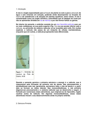 1. Introdução
A raiz é o órgão especializado para a fixação da planta no solo e para a absorção de
água e sais minerais em solução, podendo ainda desempenhar as funções de
reserva de substâncias e de aeração em plantas aquáticas, entre outras. A raiz é
caracterizada como um órgão cilíndrico, aclorofilado que se distigue do caule por
não se apresentar dividida em nós e internós e por não formar folhas ou gemas.
No interior da semente, o embrião consiste de um eixo hipocótilo-radicular,com um
ou mais cotilédones na sua parte superior (Fig. 1) e na sua porção inferior está a
radícula, ou primórdio do sistema radicular, já se revestida pela coifa. Em muitas
espécies a radícula não passa de um conjunto de células meristemáticas,
enquanto que em outras, a radícula já apresenta mais diferenciada.

Figura 1 - Embrião de

sp. Foto de
Castro, N.M.
Lepidium

Quando a semente germina a primeira estrutura a emergir é a radícula, que é
responsável pela formação da primeira raiz da planta. Nas gimnospermas e
dicotiledôneas esta raiz, geralmente, permanece toda a vida da planta e a partir
dela se formam as raízes laterais. Nas monocotiledôneas, a raiz primária
degenera-se precocemente e o sistema radicular que se desenvolve a seguir, é
formado por numerosas raízes adventícias, que originam-se do hipocótilo, região
caulinar acima da radícula. Em algumas monocotiledôneas, essas raízes
adventícias iniciam o seu desenvolvimento ainda no próprio embrião.

2. Estrutura Primária

 