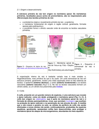 2.1. Origem e desenvolvimento
A estrutura primária da raiz tem origem no meristema apical. Os meristemas
primários, localizados pouco acima do promeristema, são os responsáveis pela
diferenciação dos tecidos primários da raiz:




a protoderme origina o revestimento primário da raiz - a epiderme;
o meristema fundamental dá origem à região cortical, geralmente, formada
apenas pelo parênquima e
o procâmbio forma o cilindro vascular onde de encontra os tecidos vasculares
primários.

Figura 3 - Meristema apical de
Figura 4 - Esquema de um
raiz de Triticum sp. Foto - Clayton,

Figura 2 - Esquema do ápice da raiz .
http://www.ualr.edu/botany/rootanatomy.html M.

http://botit.botany.wis.edu/images

transversal
primária.

da

A organização interna da raiz é bastante variada mas é mais simples e,
filogenéticamente, mais primitiva do que a do caule. Um corte transversal da raiz em
estrutura primária, geralmente, mostra uma nítida separação entre os três sistemas de
tecidos: a epiderme (sistema dérmico), o córtex (sistema fundamental) e os tecidos
vasculares (sistema vascular) (Fig.2 e 3). Na raiz os tecidos vasculares formam um
cilindro sólido, ou um cilindro ôco preenchido pela medula.
3.1 Coifa
A coifa, presente em um grande número de espécies, é uma estrutura que reveste
o ápice radicular, como um dedal, protegendo o meristema apical (Fig. 2 e 3). A
coifa tem origem no caliptrogênio, que é parte do meristema apical da raiz e é
formada de células parenquimáticas, vivas, que secretam mucilagens que auxiliam
na proteção do ápice radicular e na penetração da raiz através do solo. À medida
que a raiz cresce e penetra no solo, as células da periferia da coifa vão sendo
eliminadas e novas células vão sendo, continuadamente, produzidas As espécies
aquáticas, geralmente, apresentam coifas bem desenvolvidas, para proteger o
meristema apical do ataque de microorganismos, abundantes do meio aquático.

raiz

em

e

 