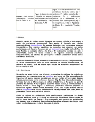 Figura 7 - Corte transversal da raiz

primária de Mandevilla velutina. Ep =
Figura 6 - Epidendron sp epiderme; Pr = pêlos radicular; Ex =
Pc = parênquima
Figura 5 - Pêlos radiciais - - Detalhe do velame. exoderme;
Singonanthus
cipoensis Microscopia Eletrônica cortical; En = endoderme; P =
Foto de Castro, N. M.
de Interferência. Foto periciclo; Xp = xilema primária; Fp =
de Castro, N. M.

floema primário. Foto de Apezzatoda-Glória, B. - (Anatomia Vegetal,
2003).

3.3 Córtex
O córtex da raiz é a região entre a epiderme e o cilindro vascular, e tem origem a
partir do meristema fundamental. Esta região é formada por células
parenquimáticas, isodiamétricas de paredes delgadas, com numerosos espaços
intercelulares. Nas plantas aquáticas ou naquelas que crescem em solos
pantanosos pode haver a formação de um aerênquima na região cortical (Fig. 5),
para facilitar a aeração interna do órgão. O parênquima cortical da raiz é
aclorofilado, exceto em raízes aéreas e em algumas espécies aquáticas.
Frequentemente, as células do parênquima cortical apresentam amido como
substância de reserva.
A camada interna do córtex, diferencia-se em uma endoderme e, freqüentemente,
as raízes desenvolvem uma ou mais camadas de células diferenciadas, na
periferia do córtex, que se forma logo abaixo da epiderme denominada de
exoderme (Fig. 6 e 7).
3.3.1. Endoderme
Na região de absorção da raiz primária, as paredes das células da endoderme
apresentam um espessamento de suberina, em forma de fita, completamente
impermeável, que se estende ao redor das paredes radiais e transversais dessas
células, denominada estria ou faixa de Caspary (Fig. 8). Esta faixa suberimizada é
formada durante a diferenciação da célula endodérmica e faz parte da parede
primária das células. A deposição da suberina, nestas estrias, é contínua desde a
lamela média, e nesta região a membrana plasmática também encontra-se
fortemente ligada a essas estrias, formando assim, uma região de forte adesão
entre o protoplasma das células endodérmicas e suas paredes, bem como, entre as
paredes de células endodérmicas vizinhas.
Como as células da endoderme estão perfeitamente justapostas, se deixar
espaços espaços entre si, e ainda se encontram fortemente ligadas umas às
outras, pelas estrias de Caspary, fica assegurado que somente as substâncias
que passam pela seletividade da membrana plasmática, cheguem ao xilema, e daí
sejam conduzidas para o restante do corpo da planta.

 