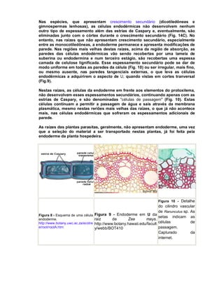 Nas espécies, que apresentam crescimento secundário (dicotiledôneas e
gimnospermas lenhosas), as células endodérmicas não desenvolvem nenhum
outro tipo de espessamento além das estrias de Caspary e, eventualmente, são
eliminadas junto com o córtex durante o crescimento secundário (Fig. 14C). No
entanto, nas raízes que não apresentam crescimento secundário, especialmente
entre as monocotiledôneas, a endoderme permanece e apresenta modificações de
parede. Nas regiões mais velhas destas raízes, acima da região de absorção, as
paredes das células endodérmicas vão sendo recobertas por uma lamela de
suberina ou endodermina e num terceiro estágio, são recobertas uma espessa
camada de celulose lignificada. Esse espessamento secundário pode se dar de
modo uniforme em todas as paredes da célula (Fig. 10) ou ser irregular, mais fino,
ou mesmo ausente, nas paredes tangenciais externas, o que leva as células
endodérmicas a adquirirem o aspecto de U, quando vistas em cortes tranversal
(Fig.9).
Nestas raízes, as células da endoderme em frente aos elementos do protoxilema,
não desenvolvem esses espessamentos secundários, continuando apenas com as
estrias de Caspary, e são denominadas "células de passagem" (Fig. 10). Estas
células continuam a permitir a passagem de água e sais através da membrana
plasmática, mesmo nestas reriões mais velhas das raízes, o que já não acontece
mais, nas células endodérmicas que sofreram os espessamentos adicionais de
parede.
As raízes das plantas parasitas, geralmente, não apresentam endoderme, uma vez
que a seleção do material a ser transportado nestas plantas, já foi feita pela
endoderme da planta hospedeira.

Figura 10 - Detalhe

do cilindro vascular
de Ranunculus sp. As
Figura 8 - Esquema de uma célula Figura 9 - Endoderme em U da setas indicam as
endoderme.
raiz
de
Zea
mays.
de
http://www.botany.uwc.ac.za/ecotre http://www.botany.hawaii.edu/facult células
e/root/rootA.htm
passagem.
y/webb/BOT410
Capturado
da
internet.

 