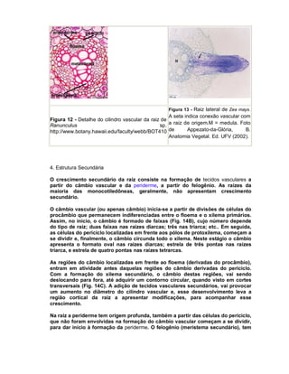 Figura 13 - Raiz lateral de Zea mays.

A seta indica conexão vascular com
Figura 12 - Detalhe do cilindro vascular da raiz de
Ranunculus
sp. a raiz de origem.M = medula. Foto
Appezato-da-Glória,
B.
http://www.botany.hawaii.edu/faculty/webb/BOT410 de
Anatomia Vegetal. Ed. UFV (2002).

4. Estrutura Secundária
O crescimento secundário da raiz consiste na formação de tecidos vasculares a
partir do câmbio vascular e da periderme, a partir do felogênio. As raízes da
maioria das monocotiledôneas, geralmente, não apresentam crescimento
secundário.
O câmbio vascular (ou apenas câmbio) inicia-se a partir de divisões de células do
procâmbio que permanecem indiferenciadas entre o floema e o xilema primários.
Assim, no início, o câmbio é formado de faixas (Fig. 14B), cujo número depende
do tipo de raiz; duas faixas nas raízes diarcas; três nas triarca; etc.. Em seguida,
as células do periciclo localizadas em frente aos pólos de protoxilema, começam a
se dividir e, finalmente, o câmbio circunda todo o xilema. Neste estágio o câmbio
apresenta o formato oval nas raízes diarcas; estrela de três pontas nas raízes
triarca, e estrela de quatro pontas nas raízes tetrarcas.
As regiões do câmbio localizadas em frente ao floema (derivadas do procâmbio),
entram em atividade antes daquelas regiões do câmbio derivadas do periciclo.
Com a formação do xilema secundário, o câmbio destas regiões, vai sendo
deslocando para fora, até adquirir um contorno circular, quando visto em cortes
transversais (Fig. 14C). A adição de tecidos vasculares secundários, vai provocar
um aumento no diâmetro do cilindro vascular e, esse desenvolvimento leva a
região cortical da raiz a apresentar modificações, para acompanhar esse
crescimento.
Na raiz a periderme tem origem profunda, também a partir das células do periciclo,
que não foram envolvidas na formação do câmbio vascular começam a se dividir,
para dar início à formação da periderme. O felogênio (meristema secundário), tem

 