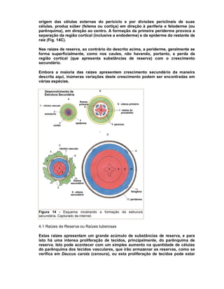 origem das células externas do periciclo e por divisões periclinais de suas
células, produz súber (felema ou cortiça) em direção à periferia e feloderme (ou
parênquima), em direção ao centro. A formação da primeira periderme provoca a
separação da região cortical (inclusive a endoderme) e da epiderme do restante da
raiz (Fig. 14C).
Nas raízes de reserva, ao contrário do descrito acima, a periderme, geralmente se
forma superficialmente, como nos caules, não havendo, portanto, a perda da
região cortical (que apresenta substâncias de reserva) com o crescimento
secundário.
Embora a maioria das raízes apresentem crescimento secundário da maneira
descrita aqui, inúmeras variações deste crescimento podem ser encontradas em
várias espécies.

Figura 14 - Esquema mostrando a formação da estrurura
secundária. Capturado da internet.

4.1 Raízes de Reserva ou Raízes tuberosas
Estas raízes apresentam um grande acúmulo de substâncias de reserva, e para
isto há uma intensa proliferação de tecidos, principalmente, do parênquima de
reserva. Isto pode acontecer com um simples aumento na quantidade de células
do parênquima dos tecidos vasculares, que irão armazenar as reservas, como se
verifica em Daucus carota (cenoura), ou esta proliferação de tecidos pode estar

 