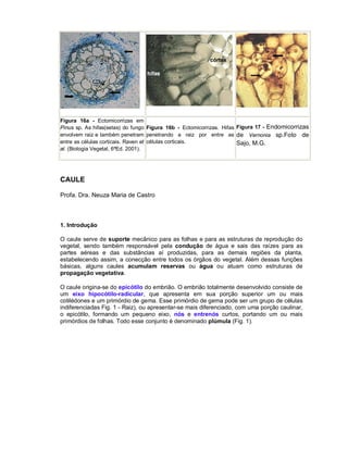 Figura 16a - Ectomicorrizas em
Pinus sp. As hifas(setas) do fungo Figura 16b - Ectomicorrizas. Hifas Figura 17 - Endomicorrizas
envolvem raiz e também penetram penetrando a raiz por entre as de Vernonia sp.Foto de
entre as células corticais. Raven et células corticais.
Sajo, M.G.
al. (Biologia Vegetal, 6ªEd. 2001).

CAULE
Profa. Dra. Neuza Maria de Castro

1. Introdução
O caule serve de suporte mecânico para as folhas e para as estruturas de reprodução do
vegetal, sendo também responsável pela condução de água e sais das raízes para as
partes aéreas e das substâncias aí produzidas, para as demais regiões da planta,
estabelecendo assim, a conecção entre todos os órgãos do vegetal. Além dessas funções
básicas, alguns caules acumulam reservas ou água ou atuam como estruturas de
propagação vegetativa.
O caule origina-se do epicótilo do embrião. O embrião totalmente desenvolvido consiste de
um eixo hipocótilo-radicular, que apresenta em sua porção superior um ou mais
cotilédones e um primórdio de gema. Esse primórdio de gema pode ser um grupo de células
indiferenciadas Fig. 1 - Raiz), ou apresentar-se mais diferenciado, com uma porção caulinar,
o epicótilo, formando um pequeno eixo, nós e entrenós curtos, portando um ou mais
primórdios de folhas. Todo esse conjunto é denominado plúmula (Fig. 1).

 
