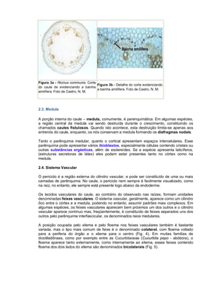 Figura 3a - Ricinus communis. Corte
Figura 3b - Detalhe do corte evidenciando
do caule de evidenciando a bainha
a bainha amilífera. Foto de Castro, N. M.
amilífera. Foto de Castro, N. M.

2.3. Medula
A porção interna do caule – medula, comumente, é parenquimática. Em algumas espécies,
a região central da medula vai sendo destruída durante o crescimento, constituindo os
chamados caules fistulosos. Quando isto acontece, esta destruição limita-se apenas aos
entrenós do caule, enquanto, os nós conservam a medula formando os diafragmas nodais.
Tanto o parênquima medular, quanto o cortical apresentam espaços intercelulares. Esse
parênquima pode apresentar vários ibioblastos, especialmente células contendo cristais ou
outras substâncias ergásticas, além de esclereídes. Se a espécie apresenta laticíferos,
(estruturas secretoras de látex) eles podem estar presentes tanto no córtex como na
medula.
2.4. Sistema Vascular
O periciclo é a região externa do cilindro vascular, e pode ser constituído de uma ou mais
camadas de parênquima. No caule, o periciclo nem sempre é facilmente visualizado, como
na raiz, no entanto, ele sempre está presente logo abaixo da endoderme.
Os tecidos vasculares do caule, ao contrário do observado nas raízes, formam unidades
denominadas feixes vasculares. O sistema vascular, geralmente, aparece como um cilindro
ôco entre o córtex e a medula, podendo no entanto, assumir padrões mais complexos. Em
algumas espécies, os feixes vasculares aparecem bem próximos um dos outros e o cilindro
vascular aparece contínuo mas, freqüentemente, é constituído de feixes separados uns dos
outros pelo parênquima interfascicular, os denominados raios medulares.
A posição ocupada pelo xilema e pelo floema nos feixes vasculares também é bastante
variada, mas o tipo mais comum de feixe é o denominado colateral, com floema voltado
para a periferia do órgão e o xilema para o centro (Fig. 4). Em muitas famílias de
dicotiledôneas, como por exemplo entre as Cucurbitaceae (Cucurbita pepo - abóbora), o
floema aparece tanto externamente, como internamente ao xilema, esses feixes contendo
floema dos dois lados do xilema são denominados bicolaterais (Fig. 5).

 