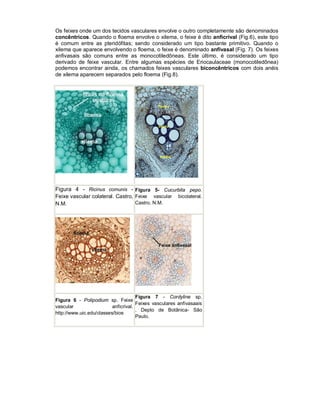 Os feixes onde um dos tecidos vasculares envolve o outro completamente são denominados
concêntricos. Quando o floema envolve o xilema, o feixe é dito anficrival (Fig.6), este tipo
é comum entre as pteridófitas; sendo considerado um tipo bastante primitivo. Quando o
xilema que aparece envolvendo o floema, o feixe é denominado anfivasal (Fig. 7). Os feixes
anfivasais são comuns entre as monocotiledôneas. Este último, é considerado um tipo
derivado de feixe vascular. Entre algumas espécies de Eriocaulaceae (monocotiledônea)
podemos encontrar ainda, os chamados feixes vasculares biconcêntricos com dois anéis
de xilema aparecem separados pelo floema (Fig.8).

Figura 4 - Ricinus comunis - Figura 5- Cucurbita pepo.
Feixe vascular colateral. Castro, Feixe vascular bicolateral.
Castro, N.M.
N.M.

Figura 7 - Cordyline sp.
Figura 6 - Polipodium sp. Feixe
Feixes vasculares anfivasaais
vascular
anficrival.
. Depto de Botânica- São
http://www.uic.edu/classes/bios
Paulo.

 