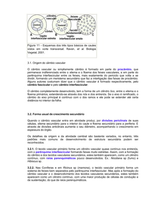 Figura 11 - Esquemas dos três tipos básicos de caules
vistos em corte transversal. Raven, et al. Biologia
Vegetal, 2001.

3.1. Origem do câmbio vascular
O câmbio vascular ou simplismente câmbio é formado em parte do procâmbio, que
permanece indiferenciado entre o xilema e o floema dos feixes vasculares, e em parte do
parênquima interfascicular entre os feixes, mais exatamente do periciclo que volta a se
dividir, formando um meristema secundário que faz a interligação das faixas de procâmbio.
Alguns autores costumam dizer que o câmbio vascular é formado respectivamente, pelo
câmbio fascicular e pelo câmbio interfascicular.
O câmbio completamente desenvolvido, tem a forma de um cilindro ôco, entre o xilema e o
floema primários, extendendo-se através dos nós e dos entrenós. Se o eixo é ramificado, o
câmbio do eixo principal é contínuo com o dos ramos e ele pode se extender até certa
distância no interior da folha.

3.2. Forma usual de crescimento secundário
Quando o câmbio vascular entra em atividade produz, por divisões periclinais de suas
células, xilema secundário para o interior do caule e floema secundário para a periferia. E
através de divisões anticlinais aumenta o seu diâmetro, acompanhando o crescimento em
espessura do órgão.
Os detalhes da origem e da atividade cambial são bastante variados, no entanto, três
padrões mais comuns de desenvolvimento de estrutura secundária podem ser
reconhecidos:
3.2.1. O tecido vascular primário forma um cilindro vascular quase contínuo nos entrenós,
com o parênquima interfascicular formando faixas muito estreitas. Assim, com a formação
do câmbio e dos tecidos vasculares secundários, estes também aparecem, como um cilindro
contínuo, com raios parenquimáticos pouco desenvolvidos. Ex.: Nicotiana sp (fumo) e
Hibiscus sp.
3.2.2. Nas Coníferas e em Ricinus sp (mamona), o tecido vascular primário forma um
sistema de feixes bem separados pelo parênquima interfascicular. Mas após a formação do
câmbio vascular e o desenvolvimento dos tecidos vasculares secundários, estes também
aparecem como um cilindro contínuo, com uma maior produção de células de condução e
de sustentação, do que de raios parenquimáticos.

 