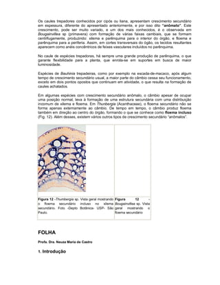Os caules trepadores conhecidos por cipós ou liana, apresentam crescimento secundário
em espessura, diferente do apresentado anteriormente, e por isso dito “anômalo”. Este
crescimento, pode ser muito variado, e um dos mais conhecidos, é o observada em
Bougainvillea sp (primavera) com formação de várias faixas cambiais, que se formam
centrifugamente, produzindo: xilema e parênquima para o interior do órgão, e floema e
parênquima para a periferia. Assim, em cortes transversais do ógão, os tecidos resultantes
aparecem como anéis concêntricos de feixes vasculares incluídos no parênquima.
No caule de espécies trepadoras, há sempre uma grande produção de parênquima, o que
garante flexibilidade para a planta, que enrola-se em suportes em busca de maior
luminosidade.
Espécies de Bauhinia trepadeiras, como por exemplo na escada-de-macaco, após algum
tempo de crescimento secundário usual, a maior parte do câmbio cessa seu funcionamento,
exceto em dois pontos opostos que continuam em atividade, o que resulta na formação de
caules achatados.
Em algumas espécies com crescimento secundário anômalo, o câmbio apesar de ocupar
uma posição normal, leva à formação de uma estrutura secundária com uma distribuição
incomum de xilema e floema. Em Thunbergia (Acanthaceae), o floema secundário não se
forma apenas externamente ao câmbio. De tempo em tempo, o câmbio produz floema
também em direção ao centro do órgão, formando o que se conhece como floema incluso
(Fig. 12). Além desses, existem vários outros tipos de crescimento secundário “anômalos”.

Figura 12 -Thumbergia sp. Vista geral mostrando
o floema secundário incluso no xilema
secundário. Foto -Depto Botânica- USP- São
Paulo.

FOLHA
Profa. Dra. Neuza Maria de Castro

1. Introdução

Figura
12
Bougainvillea sp. Vista
geral mostrando o
floema secundário

 