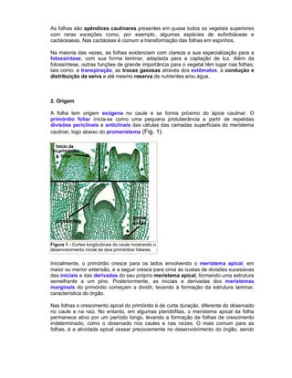 As folhas são apêndices caulinares presentes em quase todos os vegetais superiores
com raras exceções como, por exemplo, algumas espécies de euforbiáceas e
cactáceaeas. Nas cactáceas é comum a transformação das folhas em espinhos.
Na maioria das vezes, as folhas evidenciam com clareza a sua especialização para a
fotossíntese, com sua forma laminar, adaptada para a captação de luz. Além da
fotossíntese, outras funções de grande importância para o vegetal têm lugar nas folhas,
tais como: a transpiração, as trocas gasosas através dos estômatos, a condução e
distribuição da seiva e até mesmo reserva de nutrientes e/ou água.

2. Origem
A folha tem origem exógena no caule e se forma próximo do ápice caulinar. O
primórdio foliar inicia-se como uma pequena protuberância a partir de repetidas
divisões periclinais e anticlinais das células das camadas superfíciais do meristema
caulinar, logo abaixo do promeristema (Fig. 1).

Figura 1 - Cortes longitudinais do caule mostrando o
desenvolvimento inicial de dois primórdios foliares.

Inicialmente, o primórdio cresce para os lados envolvendo o meristema apical, em
maior ou menor extensão, e a seguir cresce para cima às custas de divisões sucessivas
das iniciais e das derivadas do seu próprio meristema apical, formando uma estrutura
semelhante a um pino. Posteriormente, as iniciais e derivadas dos meristemas
marginais do primórdio começam a dividir, levando à formação da estrutura laminar,
característica do órgão.
Nas folhas o crescimento apical do primórdio é de curta duração, diferente do observado
no caule e na raiz. No entanto, em algumas pteridófitas, o meristema apical da folha
permanece ativo por um período longo, levando a formação de folhas de crescimento
indeterminado, como o observado nos caules e nas raízes. O mais comum para as
folhas, é a atividade apical cessar precocemente no desenvolvimento do órgão, sendo

 