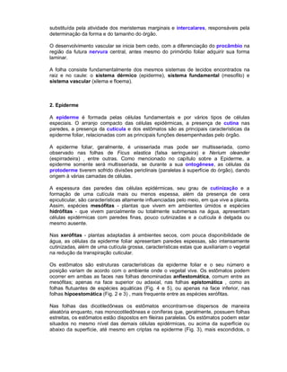 substituída pela atividade dos meristemas marginais e intercalares, responsáveis pela
determinação da forma e do tamanho do órgão.
O desenvolvimento vascular se inicia bem cedo, com a diferenciação do procâmbio na
região da futura nervura central, antes mesmo do primórdio foliar adquirir sua forma
laminar.
A folha consiste fundamentalmente dos mesmos sistemas de tecidos encontrados na
raiz e no caule: o sistema dérmico (epiderme), sistema fundamental (mesofilo) e
sistema vascular (xilema e floema).

2. Epiderme
A epiderme é formada pelas células fundamentais e por vários tipos de células
especiais. O arranjo compacto das células epidérmicas, a presença de cutina nas
paredes, a presença da cutícula e dos estômatos são as principais características da
epiderme foliar, relacionadas com as principais funções desempenhadas pelo órgão.
A epiderme foliar, geralmente, é unisseriada mas pode ser multisseriada, como
observado nas folhas de Ficus elastica (falsa seringueira) e Nerium oleander
(espirradeira) , entre outras. Como mencionado no capítulo sobre a Epiderme, a
epiderme somente será multisseriada, se durante a sua ontogênese, as células da
protoderme tiverem sofrido divisões periclinais (paralelas à superfície do órgão), dando
origem à várias camadas de células.
A espessura das paredes das células epidérmicas, seu grau de cutinização e a
formação de uma cutícula mais ou menos espessa, além da presença de cera
epicuticular, são características altamente influenciadas pelo meio, em que vive a planta.
Assim, espécies mesófitas - plantas que vivem em ambientes úmidos e espécies
hidrófitas - que vivem parcialmente ou totalmente submersas na água, apresentam
células epidérmicas com paredes finas, pouco cutinizadas e a cutícula é delgada ou
mesmo ausente.
Nas xerófitas - plantas adaptadas à ambientes secos, com pouca disponibilidade de
água, as células da epiderme foliar apresentam paredes espessas, são intensamente
cutinizadas, além de uma cutícula grossa, características estas que auxiliariam o vegetal
na redução da transpiração cuticular.
Os estômatos são estruturas características da epiderme foliar e o seu número e
posição variam de acordo com o ambiente onde o vegetal vive. Os estômatos podem
ocorrer em ambas as faces nas folhas denominadas anfiestomática, comum entre as
mesófitas; apenas na face superior ou adaxial, nas folhas epistomática , como as
folhas flutuantes de espécies aquáticas (Fig. 4 e 5), ou apenas na face inferior, nas
folhas hipoestomática (Fig. 2 e 3) , mais frequente entre as espécies xerófitas.
Nas folhas das dicotiledôneas os estômatos encontram-se dispersos de maneira
aleatória enquanto, nas monocotiledôneas e coníferas que, geralmente, possuem folhas
estreitas, os estômatos estão dispostos em fileiras paralelas. Os estômatos podem estar
situados no mesmo nível das demais células epidérmicas, ou acima da superfície ou
abaixo da superfície, até mesmo em criptas na epiderme (Fig. 3), mais escondidos, o

 